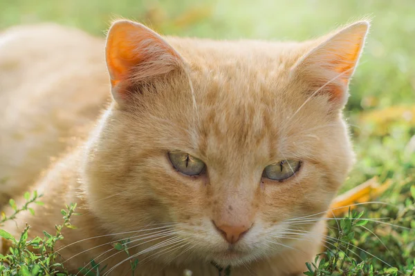 Cat in the Green Grass in Summer.