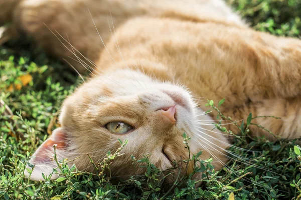 Yellow Cat on summer grass and winking eye. Nice cat.