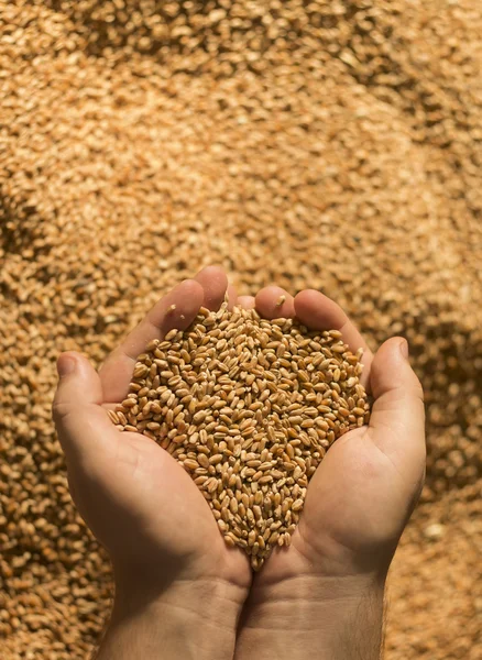 Wheat in the hand of man.Man holding wheat in hands.