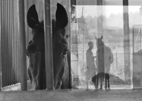 View of a horse and a man with a horse in art, multiexposition