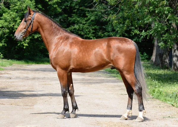 Bay horse trotter breed