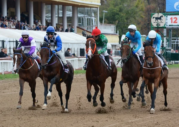 Thoroughbred horses in racing