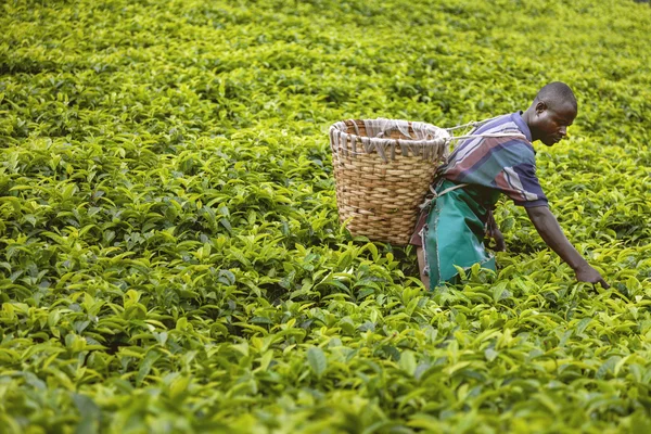Rwanda tea plantations. Tea plants to be grown for Queen Elizabeth.