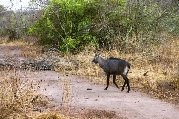 Waterbuck with big horn walking down the way.