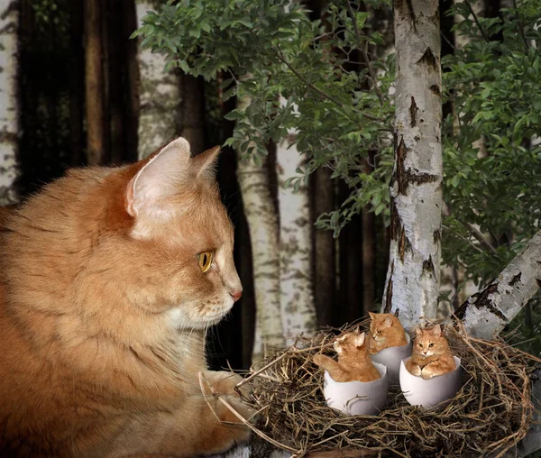 A cat and it\'s catchickens.