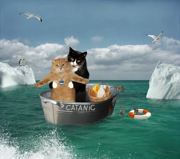 Two cats are traveling by a basin.