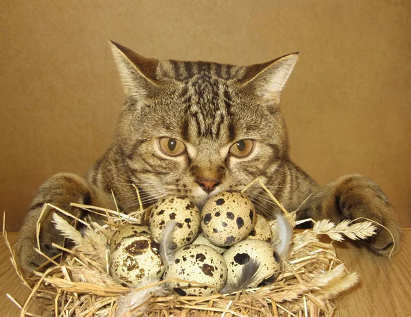 Cat and nest.