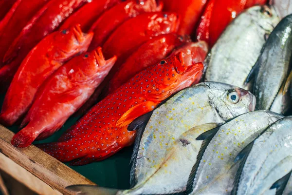 Fishes market close up