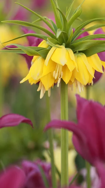 Yellow crown imperial tulip