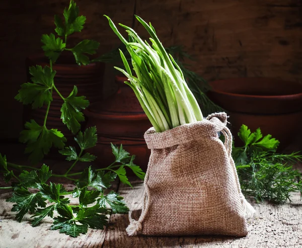 Fresh wild garlic, green sprouts in a bag of burlap