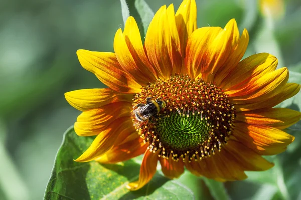 Beautiful summer sunflower