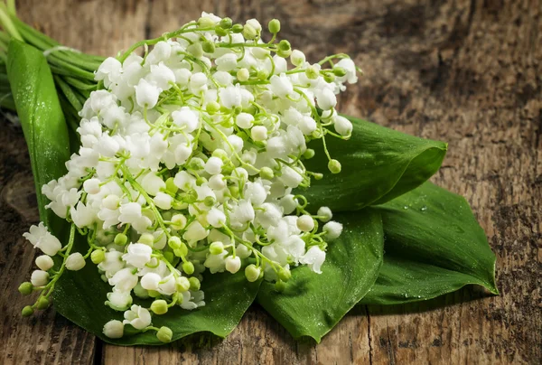 Spring lilies of the valley