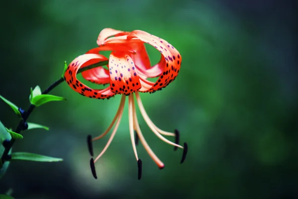 Garden tiger lilies