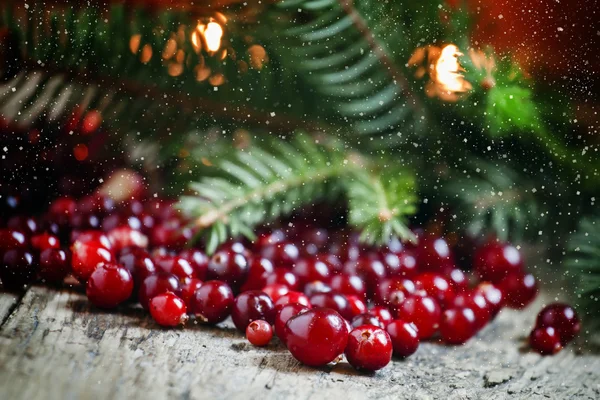 Ripe cranberries with fir branches