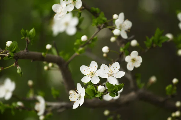 Plum flowers,Flowering tree