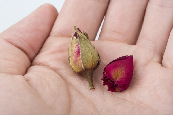 Dried rose petals in hand