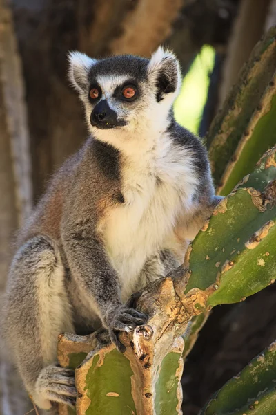 Lemur cattta, ring tailed lemur, sitting on cactus alone