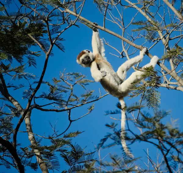 Funny sifaka, Propithecus verreauxi or verreaux's sifaka hanging on a branch with blue sky in the back ground