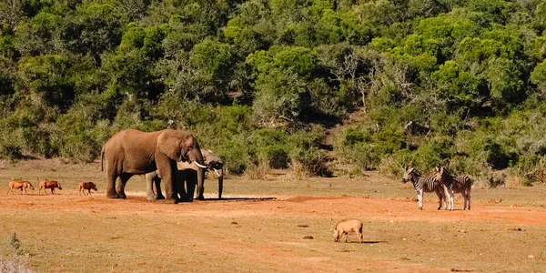 Elephant, warthog and zebra at the water hole in Addo Elephant Park, South Africa