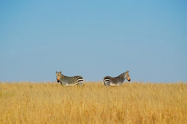 Two zebras on blue sky background and golden color grasses as foreground