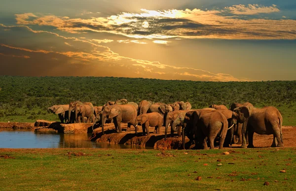 Troop, herd of elephant, Loxodonta africana, drinking at the water hole in late afternoon in Addo Elephant National Park
