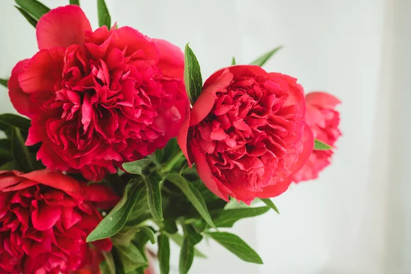 Spring-summer concept, a red peony bouquet on a white background