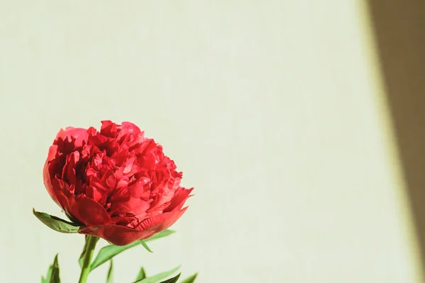 Spring-summer concept, red peony bud on a white background with copyspace