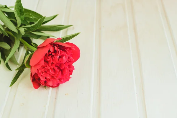 Spring-summer concept, top view red peony on white wooden background with copyspace