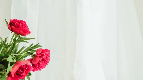 Spring-summer concept, three red peony on a white background with copyspace