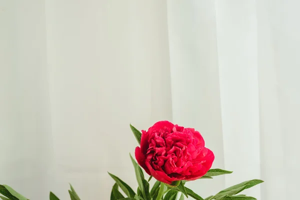 Spring-summer concept, red peony bud on a white background with copyspace
