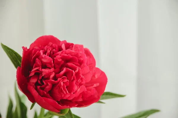 Spring-summer concept, red peony bud on a white background with copyspace