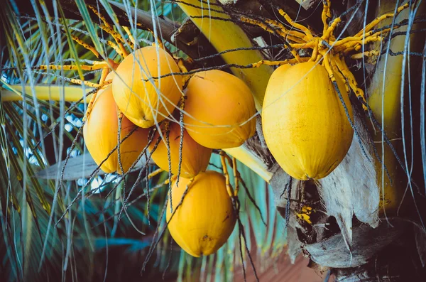 Close up coconut tree with bunch of yellow fruits hanging