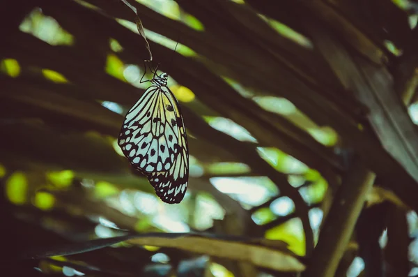 Butterfly perched on palm leaf, wings are hanging down