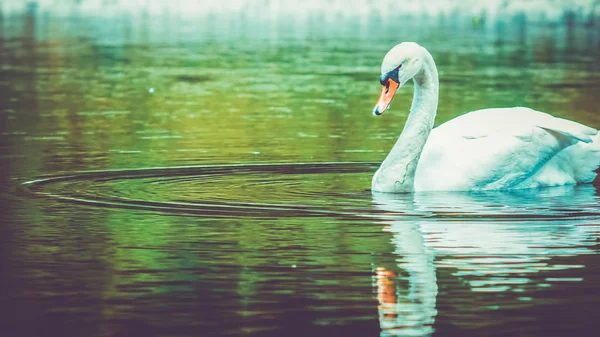 Single white swan cleanes his feather on lake, water reflection