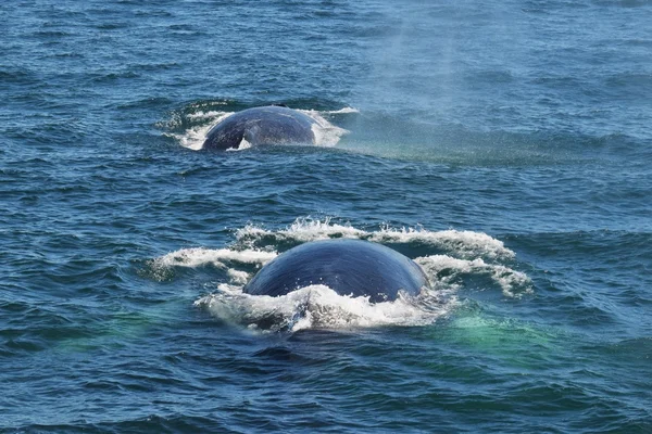 Two humpback whales swimming on the surface