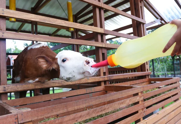 Little baby cow feeding from milk bottle