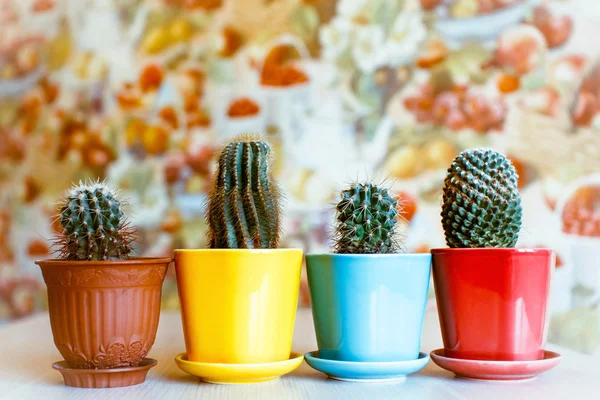Cacti in pots at home