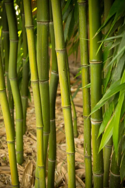 Green bamboo tree