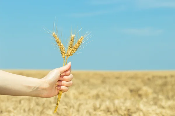 Hand holding wheat ears on wheat field