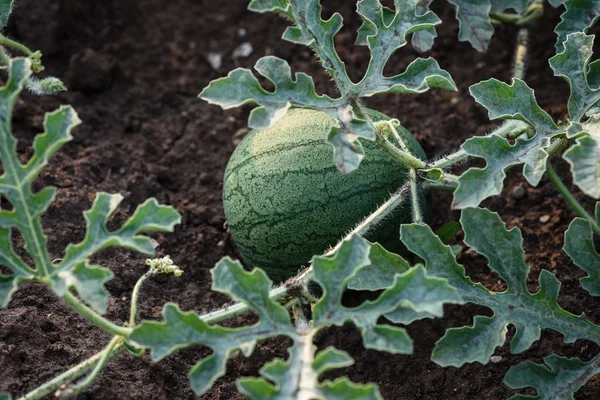 Young small round watermelon lie in the garden bed in fine clear weather morning