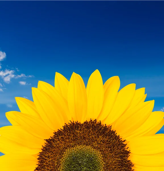 Cut yellow sunflower