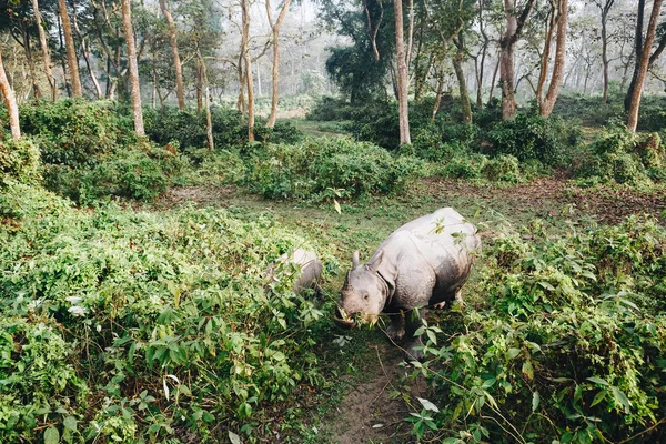 Female rhino / rhinoceros and her calf. Chitwan jungles. Nepal