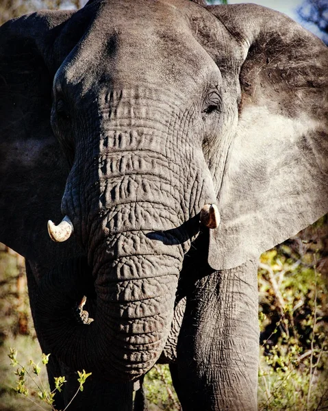 Elephant, one of Africa's Big Five