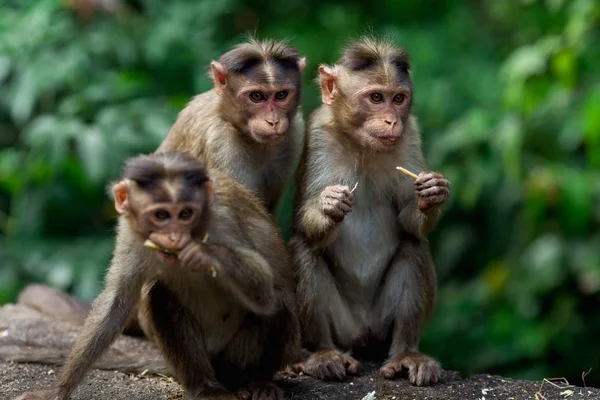 Three monkeys sit