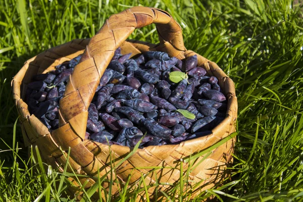 Basket with ripe berries of honeysuckle