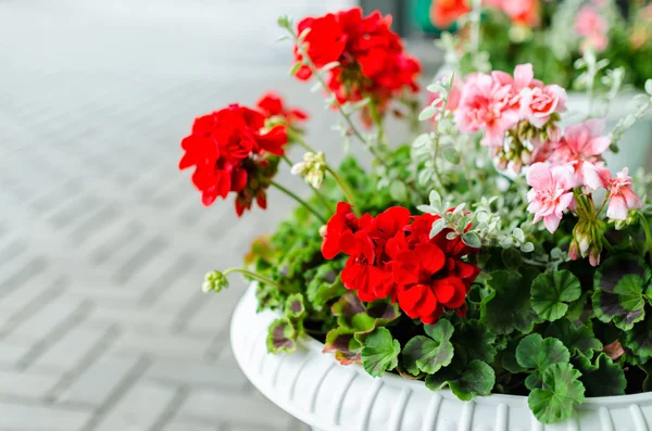 Red garden geranium flowers in pot , close up shot