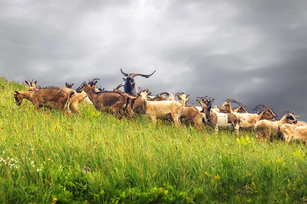 Herd of goats on the hillside. Montenegro.