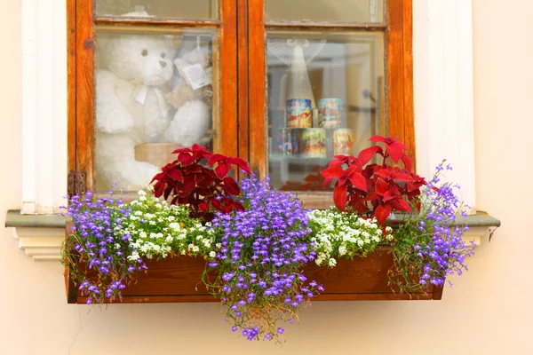 Cozy window with flowers. Riga. Latvia