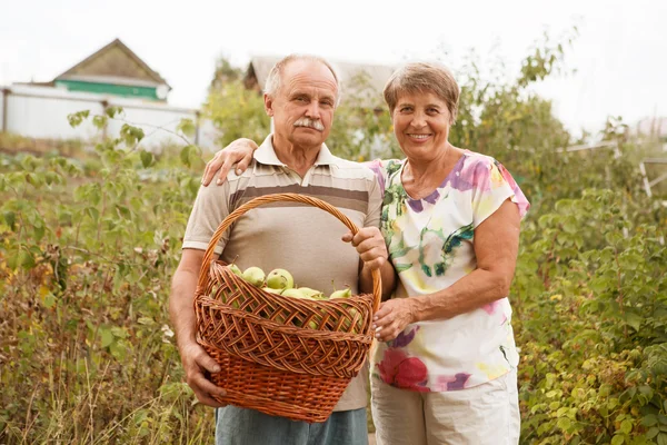 Happy elderly couple with this year\'s rich harvest. Happy senior couple with a basket of pears in the garden.