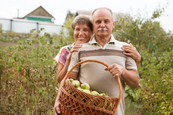 Happy elderly couple with this year\'s rich harvest. Happy senior couple with a basket of pears against a wooden wall of the house.